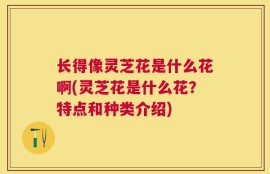 长得像灵芝花是什么花啊(灵芝花是什么花？特点和种类介绍)