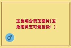 玉兔嘴含灵芝图片(玉兔抱灵芝可爱至极！)