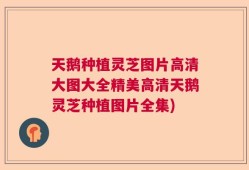 天鹅种植灵芝图片高清大图大全精美高清天鹅灵芝种植图片全集)
