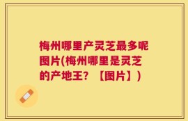 梅州哪里产灵芝最多呢图片(梅州哪里是灵芝的产地王？【图片】)