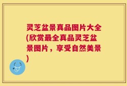 灵芝盆景真品图片大全(欣赏最全真品灵芝盆景图片，享受自然美景)