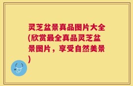 灵芝盆景真品图片大全(欣赏最全真品灵芝盆景图片，享受自然美景)