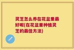 灵芝怎么养在花盆里最好呢(在花盆里种植灵芝的最佳方法)