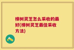樟树灵芝怎么采收的最好(樟树灵芝最佳采收方法)