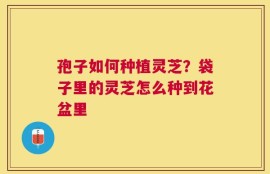 孢子如何种植灵芝？袋子里的灵芝怎么种到花盆里