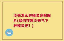 冷天怎么种植灵芝呢图片(如何在寒冷天气下种植灵芝？)
