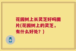 花园树上长灵芝好吗图片(花园树上的灵芝，有什么好处？)