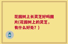 花园树上长灵芝好吗图片(花园树上的灵芝，有什么好处？)