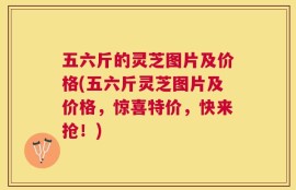 五六斤的灵芝图片及价格(五六斤灵芝图片及价格，惊喜特价，快来抢！)