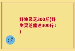 野生灵芝300斤(野生灵芝重达300斤！)