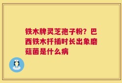 铁木牌灵芝孢子粉？巴西铁木扦插时长出象磨菇菌是什么病