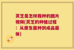 灵芝是怎样裁种的图片视频(灵芝的种植过程：从原生菌种到成品菌体)