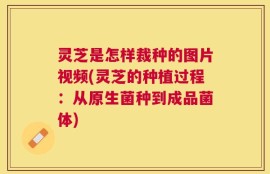 灵芝是怎样裁种的图片视频(灵芝的种植过程：从原生菌种到成品菌体)
