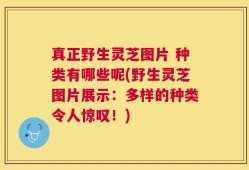 真正野生灵芝图片 种类有哪些呢(野生灵芝图片展示：多样的种类令人惊叹！)