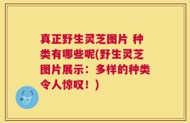真正野生灵芝图片 种类有哪些呢(野生灵芝图片展示：多样的种类令人惊叹！)