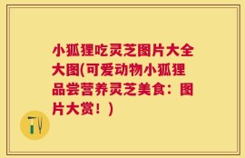 小狐狸吃灵芝图片大全大图(可爱动物小狐狸品尝营养灵芝美食：图片大赏！)