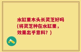 水缸里木头长灵芝好吗(将灵芝种在水缸里，效果出乎意料？)