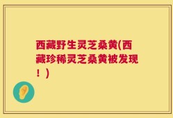 西藏野生灵芝桑黄(西藏珍稀灵芝桑黄被发现！)