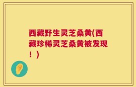 西藏野生灵芝桑黄(西藏珍稀灵芝桑黄被发现！)