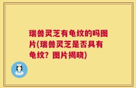 瑞兽灵芝有龟纹的吗图片(瑞兽灵芝是否具有龟纹？图片揭晓)