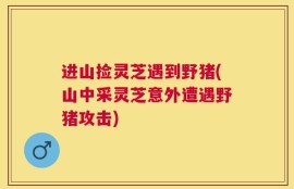 进山捡灵芝遇到野猪(山中采灵芝意外遭遇野猪攻击)