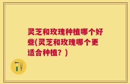 灵芝和玫瑰种植哪个好些(灵芝和玫瑰哪个更适合种植？)