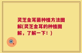 灵芝金耳菌种植方法图解(灵芝金耳的种植图解，了解一下！)