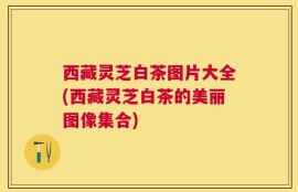西藏灵芝白茶图片大全(西藏灵芝白茶的美丽图像集合)
