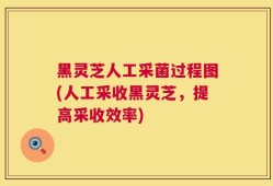 黑灵芝人工采菌过程图(人工采收黑灵芝，提高采收效率)