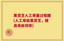 黑灵芝人工采菌过程图(人工采收黑灵芝，提高采收效率)