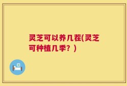 灵芝可以养几茬(灵芝可种植几季？)