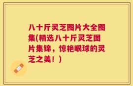 八十斤灵芝图片大全图集(精选八十斤灵芝图片集锦，惊艳眼球的灵芝之美！)