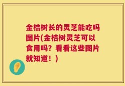 金桔树长的灵芝能吃吗图片(金桔树灵芝可以食用吗？看看这些图片就知道！)