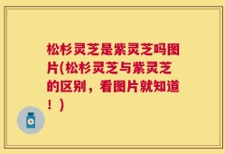 松杉灵芝是紫灵芝吗图片(松杉灵芝与紫灵芝的区别，看图片就知道！)