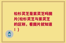 松杉灵芝是紫灵芝吗图片(松杉灵芝与紫灵芝的区别，看图片就知道！)