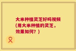 大米种植灵芝好吗视频(用大米种植的灵芝，效果如何？)