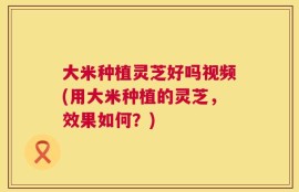 大米种植灵芝好吗视频(用大米种植的灵芝，效果如何？)
