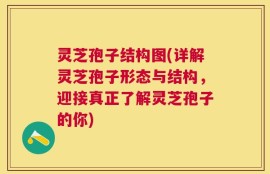 灵芝孢子结构图(详解灵芝孢子形态与结构，迎接真正了解灵芝孢子的你)