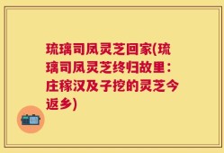 琉璃司凤灵芝回家(琉璃司凤灵芝终归故里：庄稼汉及子挖的灵芝今返乡)
