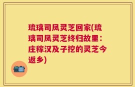 琉璃司凤灵芝回家(琉璃司凤灵芝终归故里：庄稼汉及子挖的灵芝今返乡)