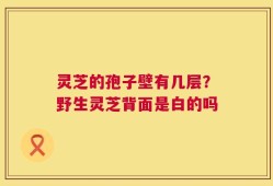 灵芝的孢子壁有几层？野生灵芝背面是白的吗