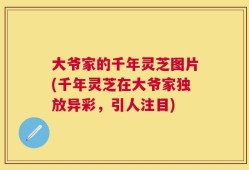 大爷家的千年灵芝图片(千年灵芝在大爷家独放异彩，引人注目)