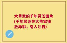 大爷家的千年灵芝图片(千年灵芝在大爷家独放异彩，引人注目)