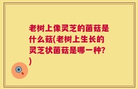 老树上像灵芝的菌菇是什么菇(老树上生长的灵芝状菌菇是哪一种？)