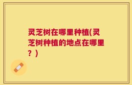 灵芝树在哪里种植(灵芝树种植的地点在哪里？)