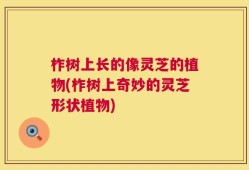 柞树上长的像灵芝的植物(柞树上奇妙的灵芝形状植物)