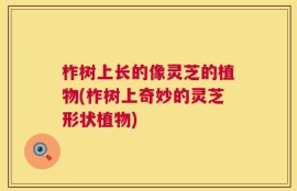 柞树上长的像灵芝的植物(柞树上奇妙的灵芝形状植物)