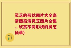 灵芝的形状图片大全高清图高清灵芝图片全集，欣赏不同形状的灵芝仙草)