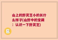 山上的野灵芝小的长什么样子(山野中的宝藏：认识一下野灵芝)