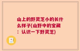 山上的野灵芝小的长什么样子(山野中的宝藏：认识一下野灵芝)